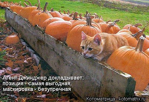 Котоматрица: Агент Джинджер докладывает: позиция - самая выгодная,  маскировка - безупречная