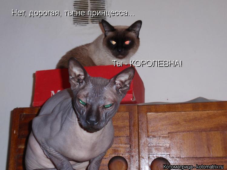 Котоматрица: Нет, дорогая, ты не принцесса... Ты - КОРОЛЕВНА!