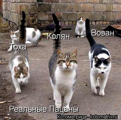 Котоматрица: Реальные Пацаны Тоха Колян Вован