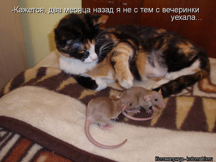 Котоматрица: -Кажется, два месяца назад я не с тем с вечеринки уехала...