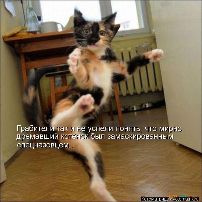Котоматрица: Грабители так и не успели понять, что мирно дремавший котёнок был замаскированным спецназовцем...