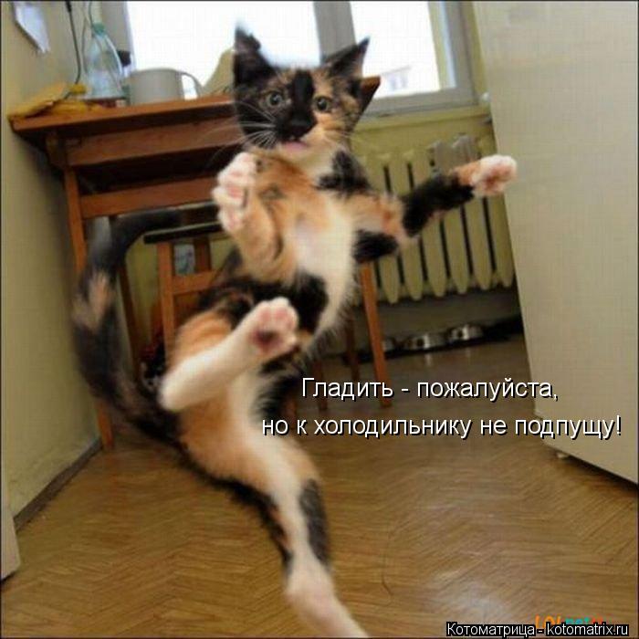 Гладить - пожалуйста, но к холодильнику не подпущу!... Котоматрица: Гладить - пожалуйста, но к холодильнику не подпущу!