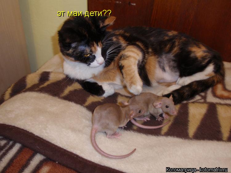 Котоматрица: эт маи дети??