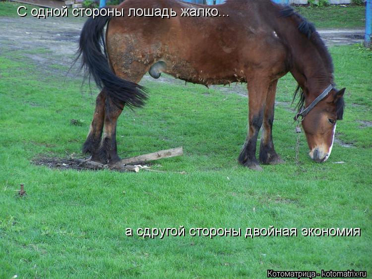 Котоматрица: С одной стороны лошадь жалко... а сдругой стороны двойная экономия