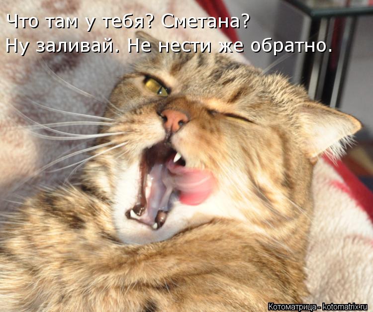 Котоматрица: Ну заливай. Не нести же обратно. Что там у тебя? Сметана?