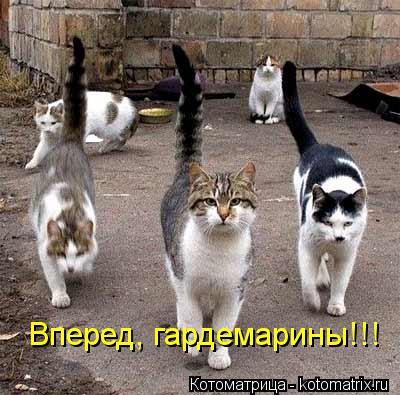 Котоматрица: Вперед, гардемарины!!!