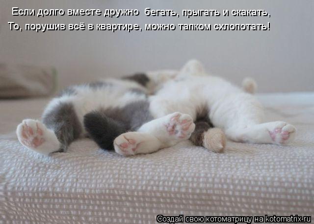 Котоматрица: Если долго вместе дружно бегать, прыгать и скакать,  То, порушив всё в квартире, можно тапком схлопотать!