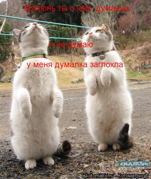 Котоматрица: братюнь ты о чём  думаешь я не думаю у меня думалка заглохла