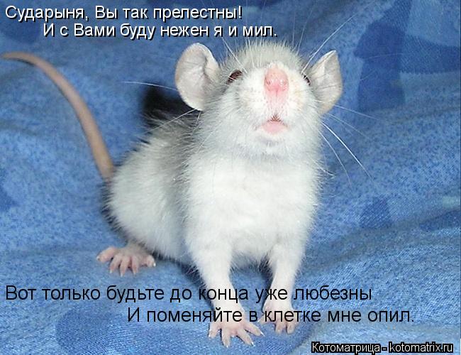 Котоматрица: Сударыня, Вы так прелестны! И с Вами буду нежен я и мил. Вот только будьте до конца уже любезны И поменяйте в клетке мне опил.