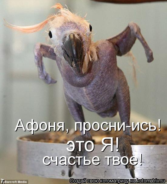 Котоматрица: счастье твое! Афоня, просни-ись! это Я!