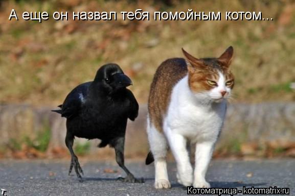 Котоматрица: А еще он назвал тебя помойным котом...