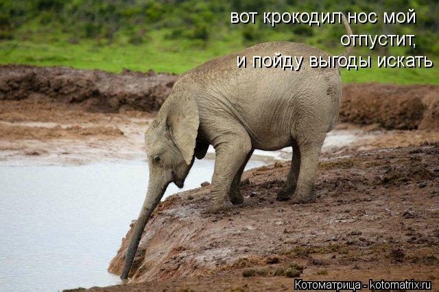 Котоматрица: вот крокодил нос мой  вот крокодил нос мой  отпустит, и пойду выгоды искать