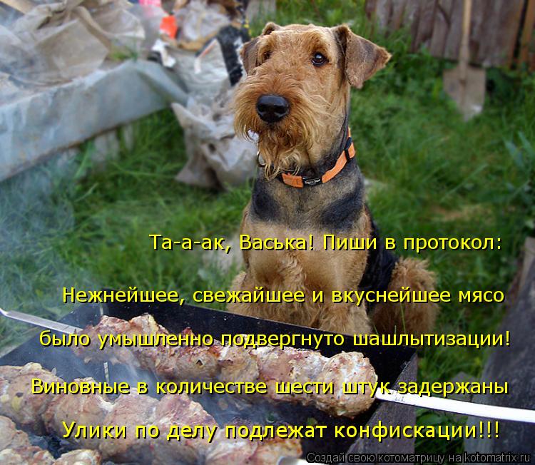 Котоматрица: Улики по делу подлежат конфискации!!! Виновные в количестве шести штук задержаны было умышленно подвергнуто шашлытизации! Нежнейшее, свежа