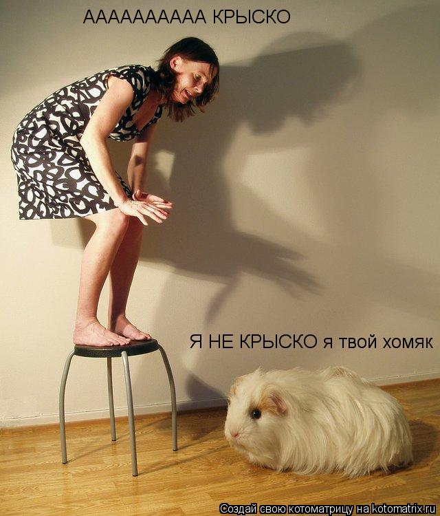 Котоматрица: АААААААААА КРЫСКО Я НЕ КРЫСКО я твой хомяк