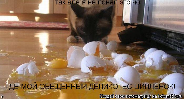 Котоматрица: так алё я не понял это чо ГДЕ МОЙ ОБЕЩЕННЫЙ ДЕЛИКОТЕС ЦИПЛЕНОК!