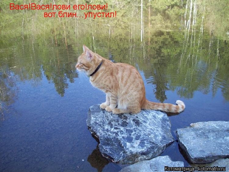 Котоматрица: Вася!Вася!лови его!лови! вот блин...упустил!