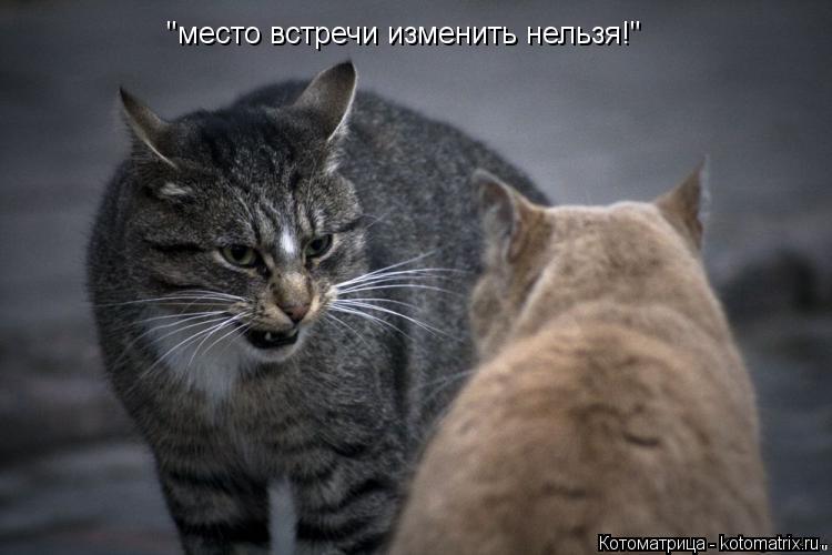 Котоматрица: "место встречи изменить нельзя!"