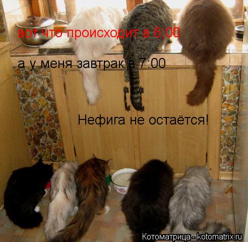 Котоматрица: вот что происходит в 6;00 а у меня завтрак в 7:00 Нефига не остаётся!