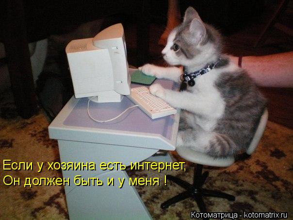 Котоматрица: Если у хозяина есть интернет, Он должен быть и у меня !