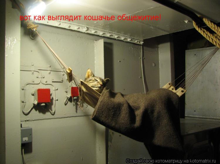 Котоматрица: вот как выглядит кошачье общежитие!