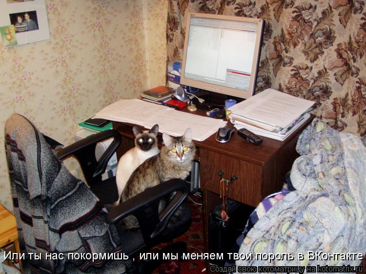 Котоматрица: Или ты нас покормишь , или мы меняем твой пороль в ВКонтакте !