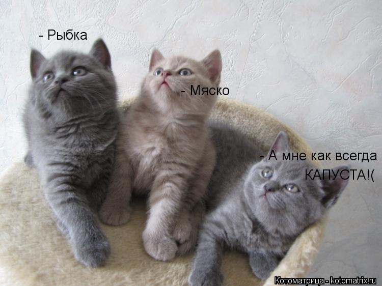 Котоматрица: - Рыбка - Мяско - А мне как всегда КАПУСТА!(