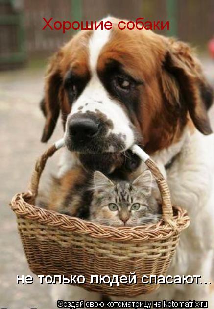 Котоматрица: Хорошие собаки   не только людей спасают...