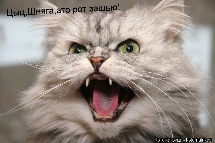 Котоматрица: Цыц,Шняга,ато рот зашью!