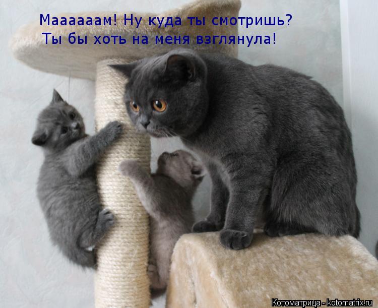 Котоматрица: Маааааам! Ну куда ты смотришь?   Ты бы хоть на меня взглянула!