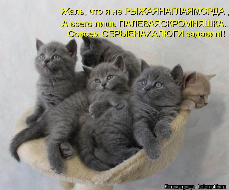Котоматрица: Жаль, что я не РЫЖАЯНАГЛАЯМОРДА , А всего лишь ПАЛЕВАЯСКРОМНЯШКА.... Совсем СЕРЫЕНАХАЛЮГИ задавил!!