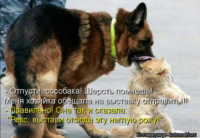 - Отпусти, сссобака! Шерсть помнёшь! Меня хозяйка обещала на выставку отправить!!! - Правильно! Она т... Котоматрица: - Отпусти, сссобака! Шерсть помнёшь! Меня хозяйка обещала на выставку отправить!!! - Правильно! Она так и сказала: "Рекс, выстави отсюда эту на