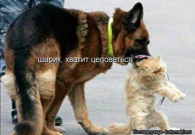 Котоматрица: шарик, хватит целоваться