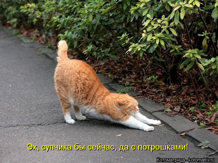 Котоматрица: Эх, супчика бы сейчас, да с потрошками!