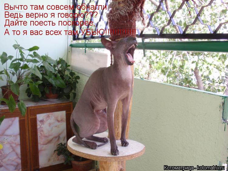 Котоматрица: Вычто там совсем обнагли Ведь верно я говорю??? Дайте поесть поскорее, А то я вас всех там УБЬЮ!!!!!!!!!!!!!
