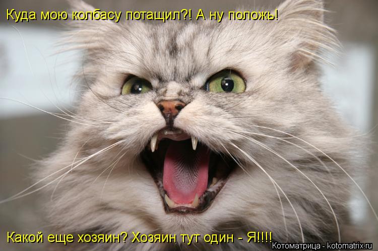 Котоматрица: Какой еще хозяин? Хозяин тут один - Я!!!! Куда мою колбасу потащил?! А ну положь!