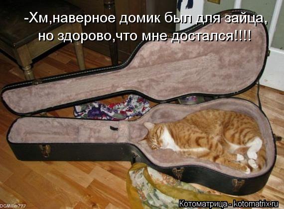 Котоматрица: -Хм,наверное домик был для зайца, но здорово,что мне достался!!!!