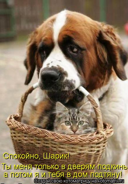 Котоматрица: Спокойно, Шарик! Ты меня только в дверям подкинь, а потом я и тебя в дом подтяну!