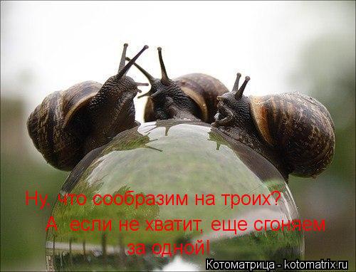 Котоматрица: Ну, что сообразим на троих? А  если не хватит, еще сгоняем за одной!