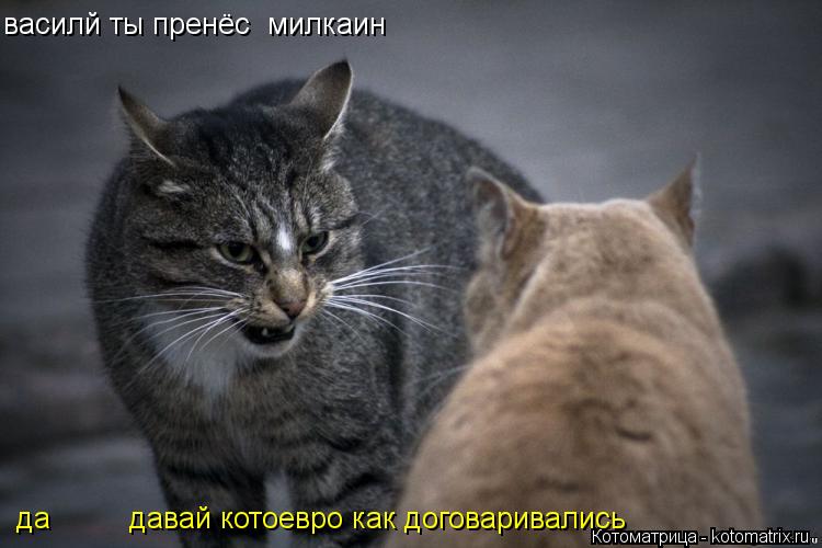 Котоматрица: василй ты пренёс  милкаин  да         давай котоевро как договаривались