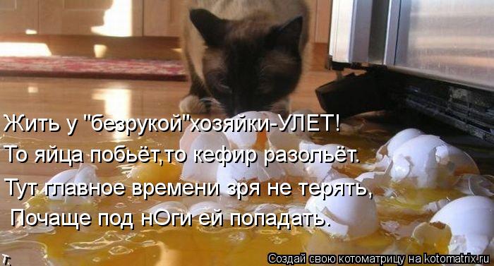 Жить у "безрукой"хозяйки-УЛЕТ! То яйца побьёт,то кефир разольёт. Тут главное времени зря не терять, П... Котоматрица: Жить у "безрукой"хозяйки-УЛЕТ! То яйца побьёт,то кефир разольёт. Тут главное времени зря не терять, Почаще под нОги ей попадать.