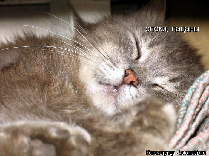 Котоматрица: споки, пацаны