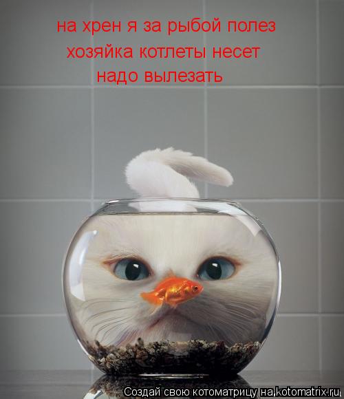 Котоматрица: на хрен я за рыбой полез хозяйка котлеты несет надо вылезать