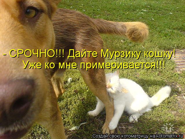 Котоматрица: - СРОЧНО!!! Дайте Мурзику кошку! Уже ко мне примеривается!!!