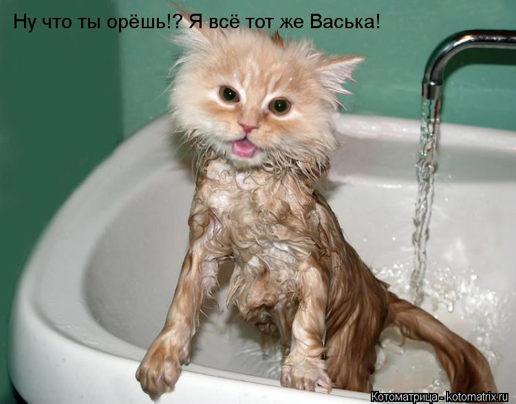 Котоматрица: Ну что ты орёшь!? Я всё тот же Васька!