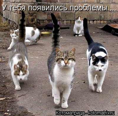 Котоматрица: У тебя появились проблемы....