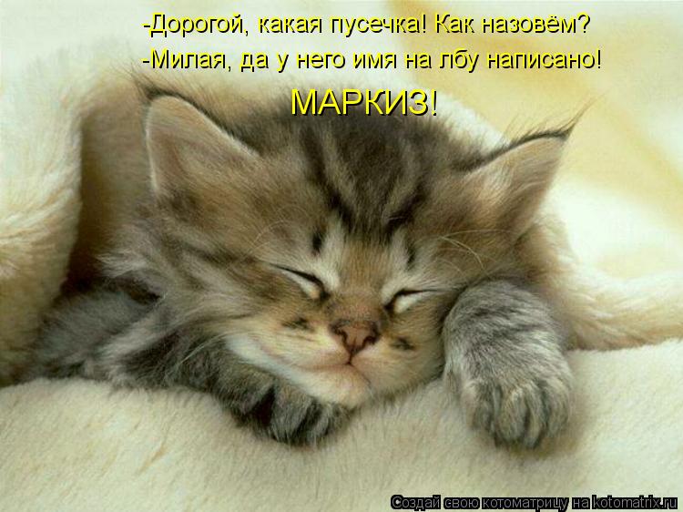 Котоматрица: -Дорогой, какая пусечка! Как назовём? -Милая, да у него имя на лбу написано! МАРКИЗ!