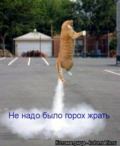 Котоматрица: Не надо было горох жрать