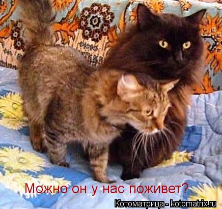 Котоматрица: Можно он у нас поживет?  Можно он у нас поживет?