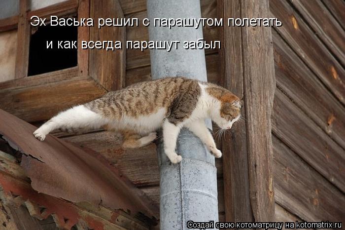 Котоматрица: Эх Васька решил с парашутом полетать и как всегда парашут забыл