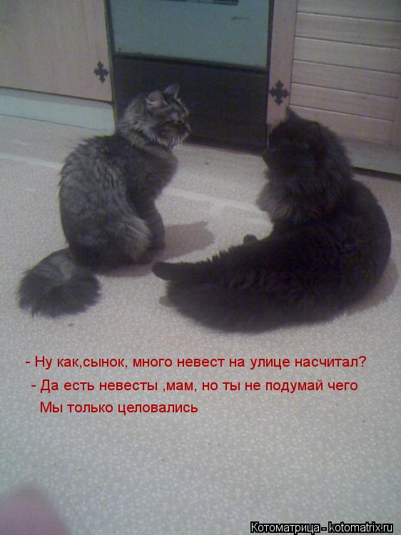 Котоматрица: - Ну как,сынок, много невест на улице насчитал?  - Да есть невесты ,мам, но ты не подумай чего Мы только целовались